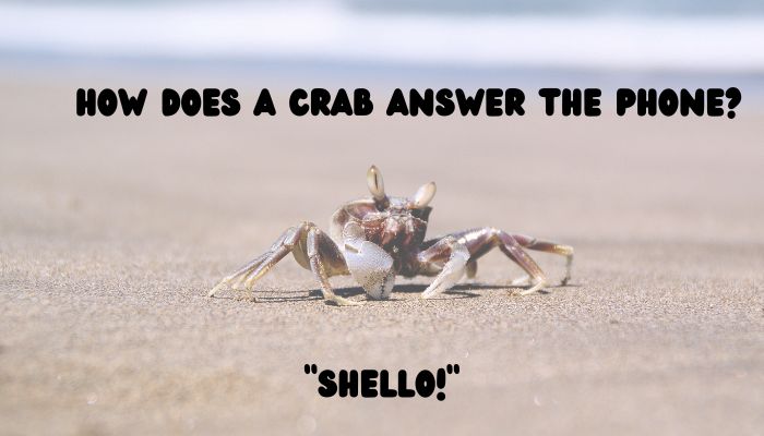 100 crab puns jokes 2