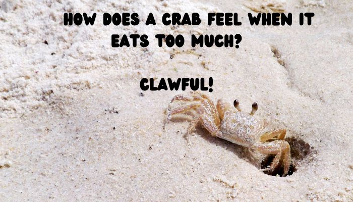 100 crab puns jokes 3