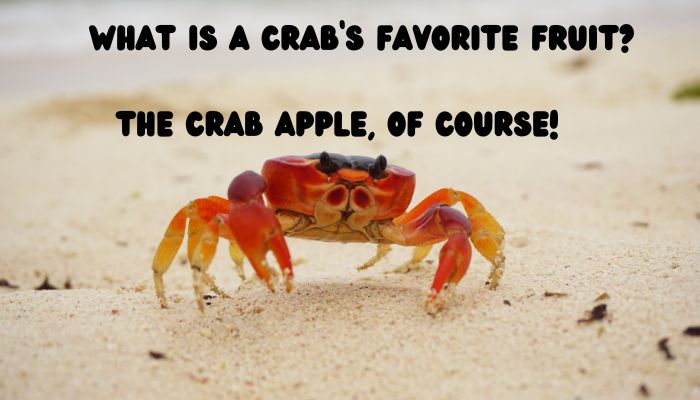100 crab puns jokes 5