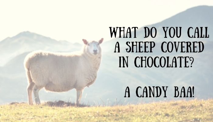 105 sheep puns jokes 3