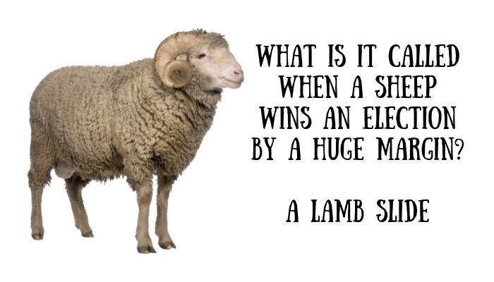 105 sheep puns jokes 4