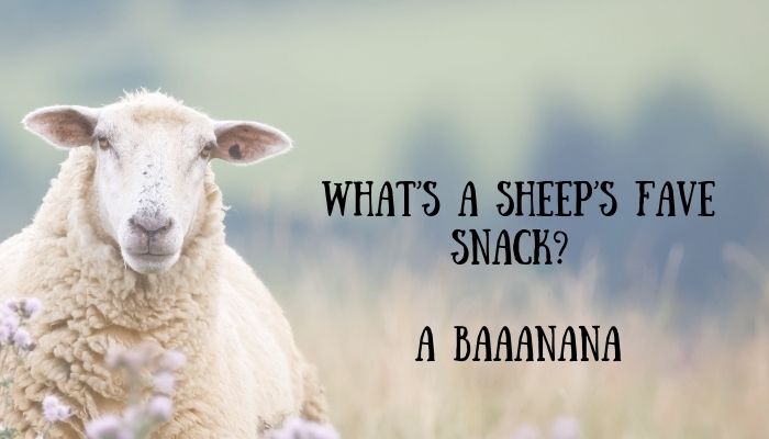 105 sheep puns jokes 5
