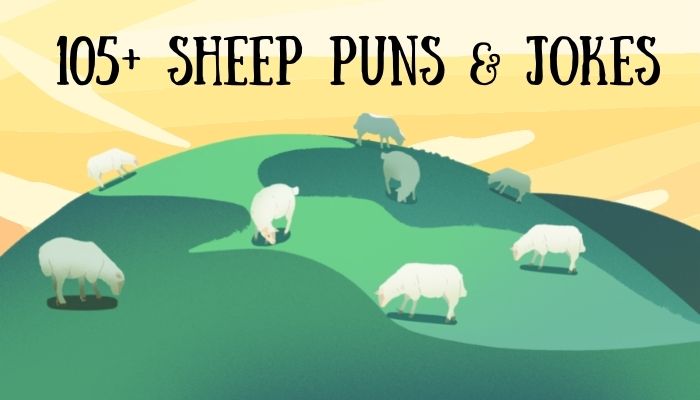 105+ Sheep Puns & Jokes