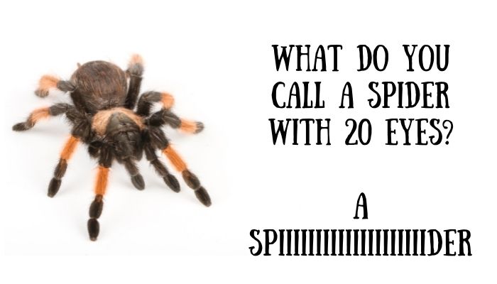 110 spider puns jokes 2
