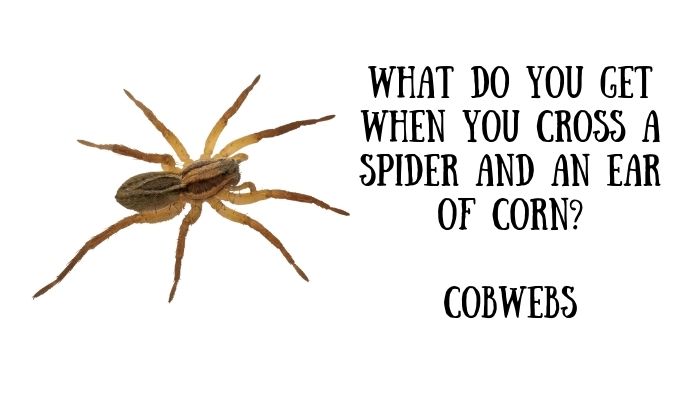 110 spider puns jokes 5