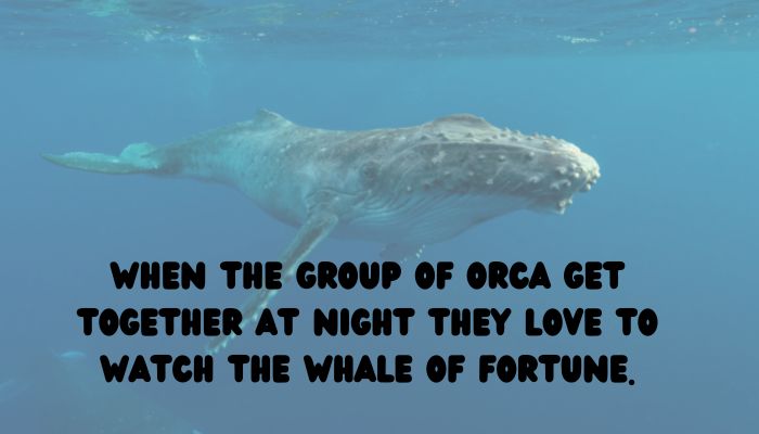 120 whale puns jokes 2