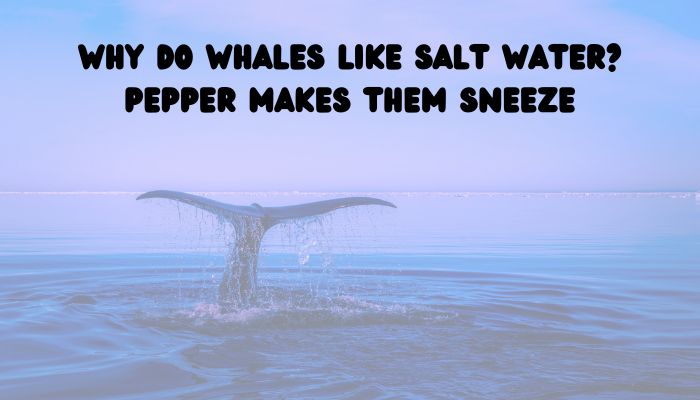 120 whale puns jokes 3