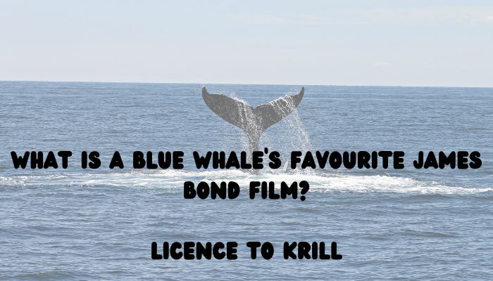 120 whale puns jokes 4