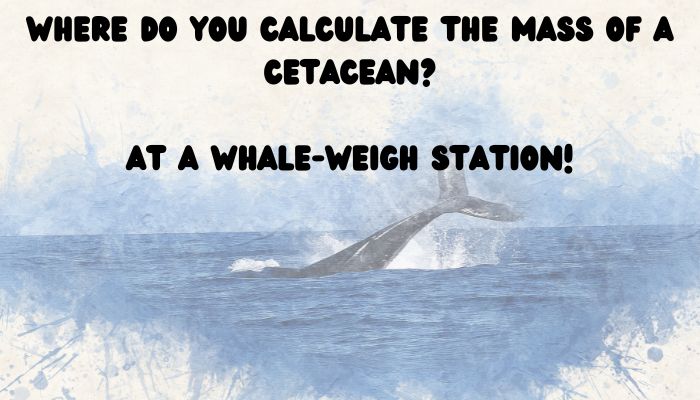 120 whale puns jokes 5