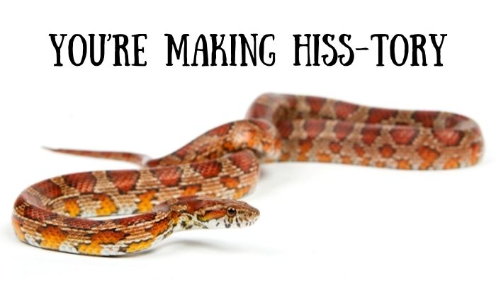 140 snake puns jokes 2