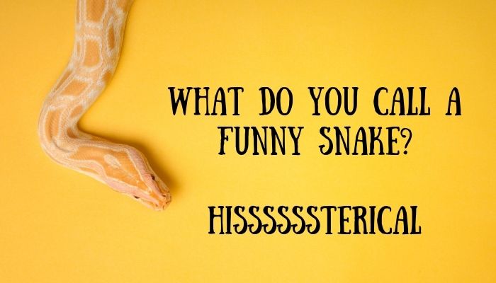 140 snake puns jokes 3