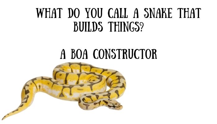 140 snake puns jokes 4