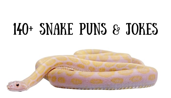 140+ Snake Puns & Jokes