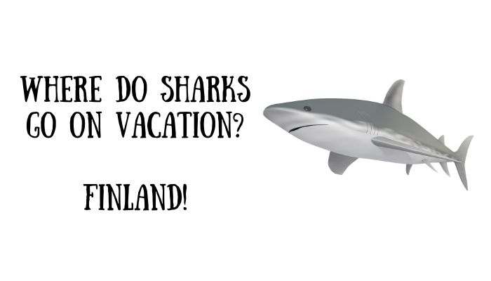 145 shark puns jokes 3