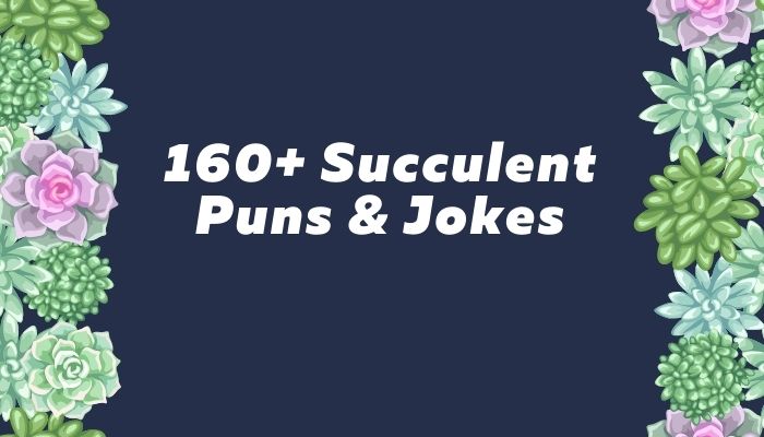 160+ Succulent Puns & Jokes