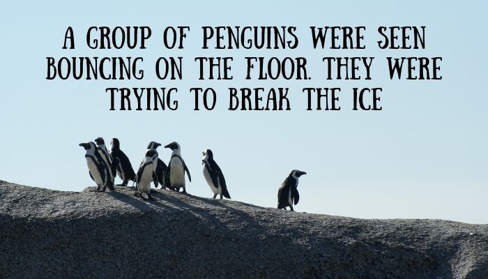 200 penguin puns jokes 3