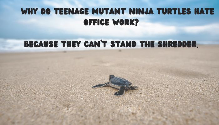 50 turtle puns jokes 2