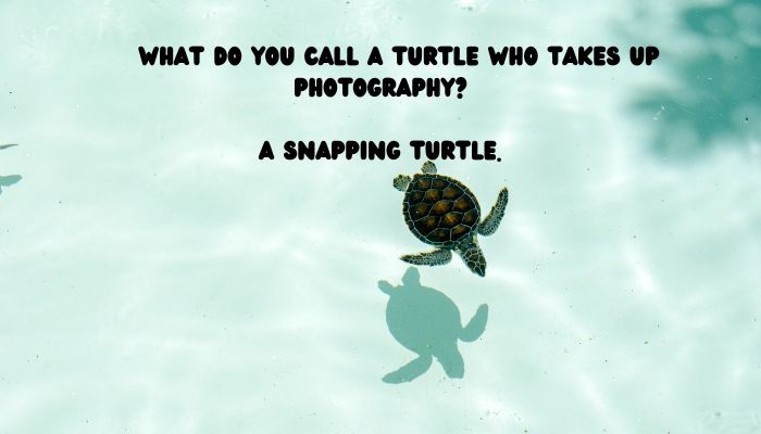 50 turtle puns jokes 4