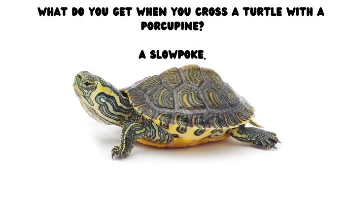 50 turtle puns jokes 5
