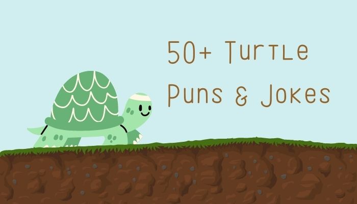 50+ Turtle Puns & Jokes