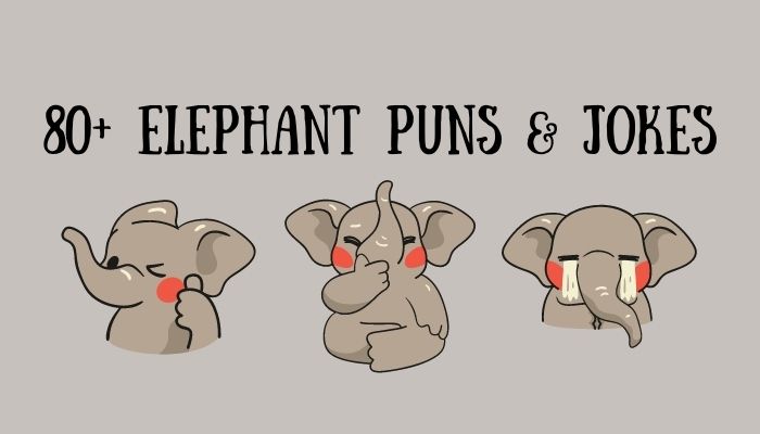 80+ Elephant Puns & Jokes