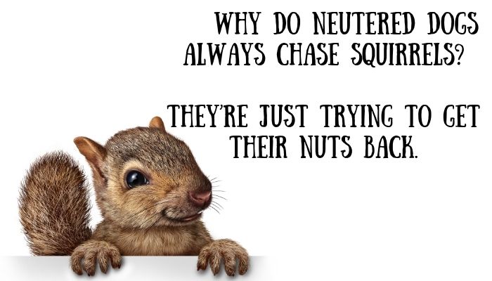 80 squirrel puns jokes 5