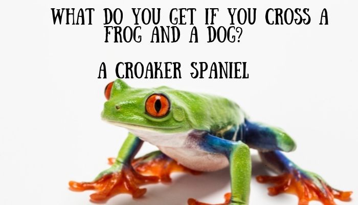 90 frog puns jokes 2
